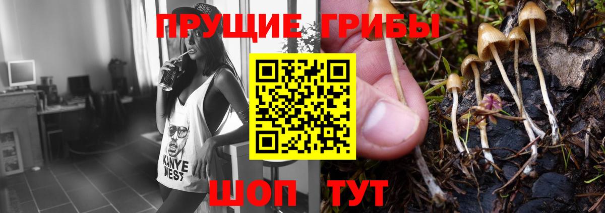 Псилоцибиновые грибы мицелий  Вход с VPN  Галлюциногенные грибы Cubensis  Тихорецк 